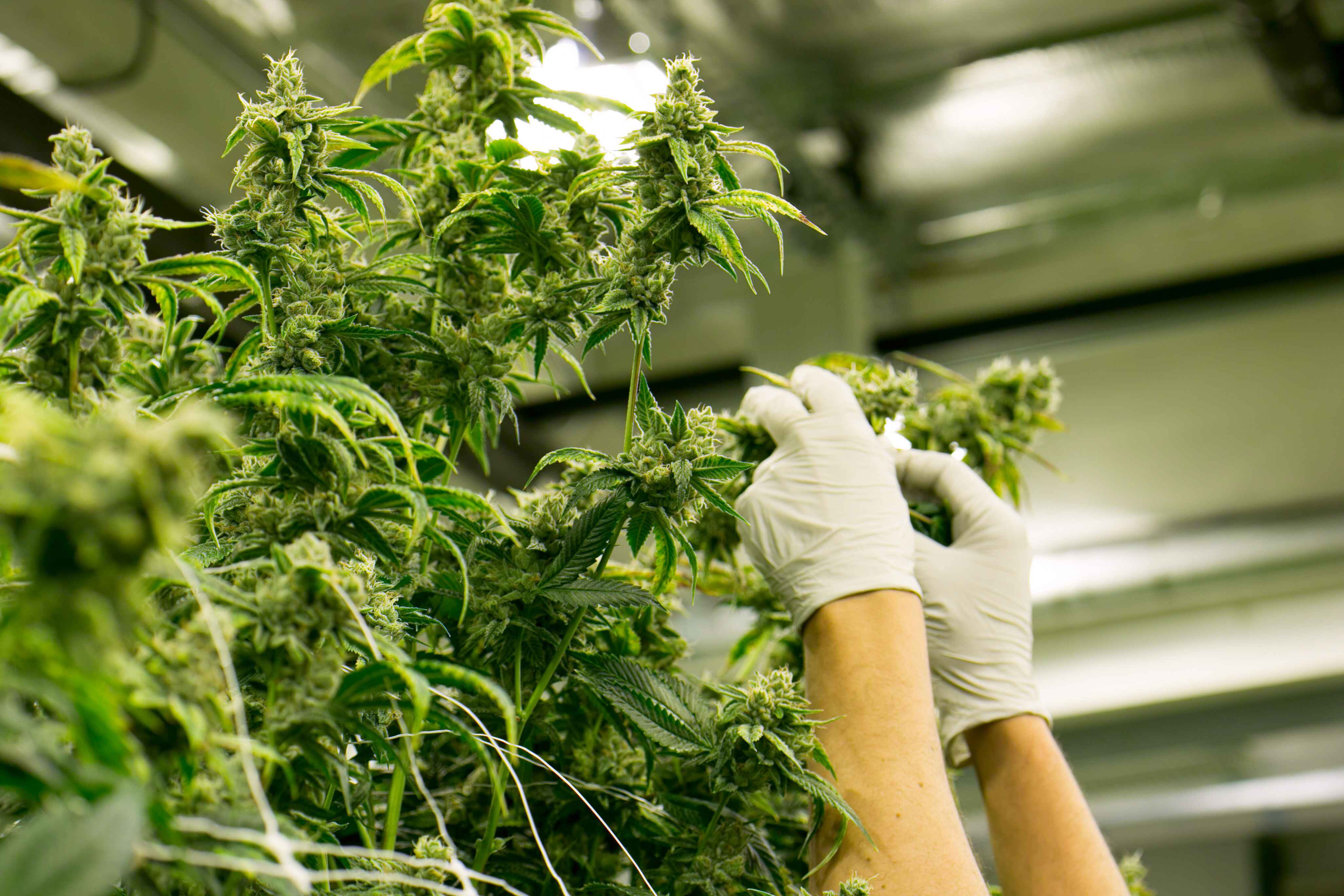 Close-up of cannabis plants being tended by a person wearing white gloves in an indoor facility.