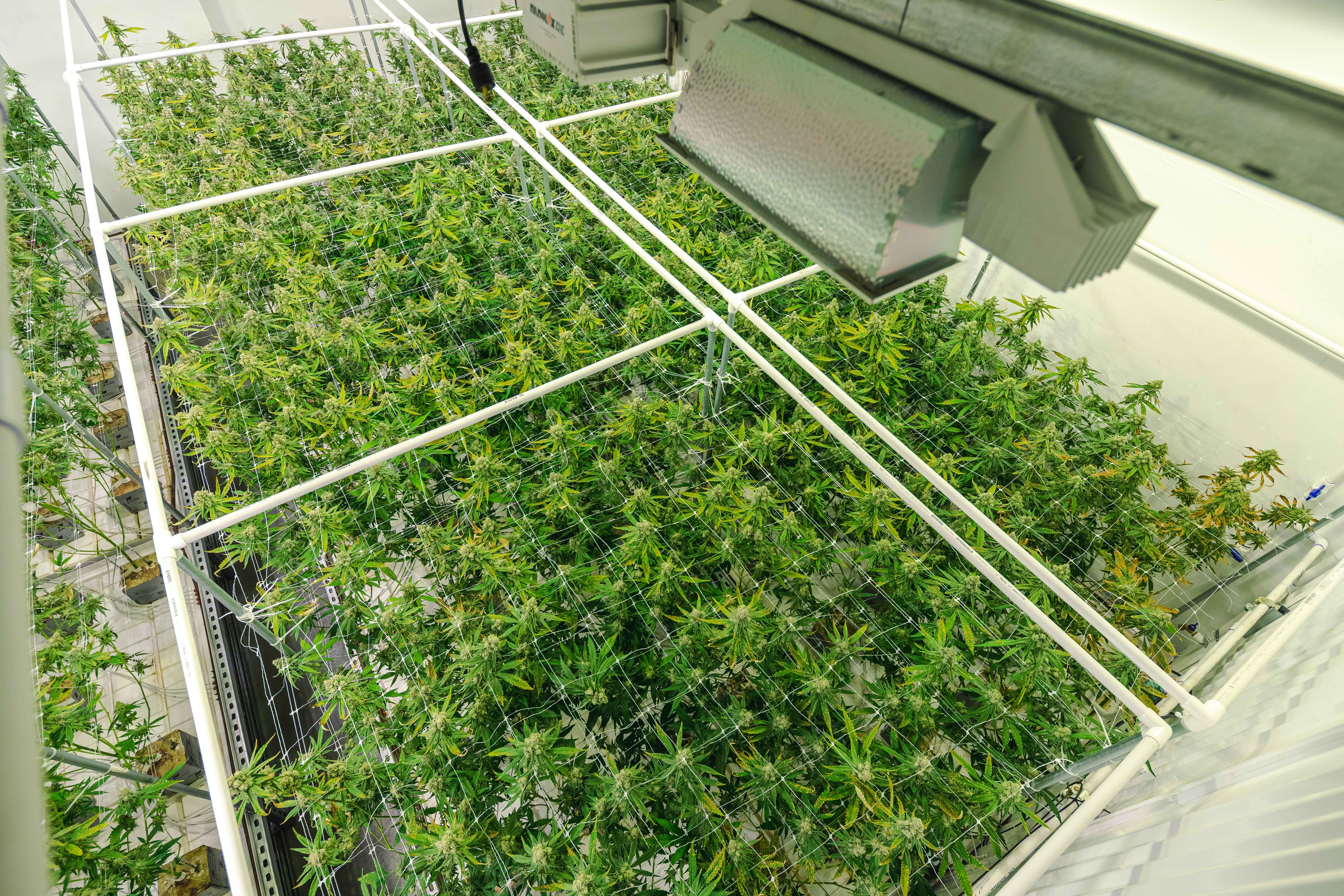 Indoor cannabis cultivation setup with densely packed plants under a large industrial light.