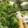 Close-up of cannabis plants being tended by a person wearing white gloves in an indoor facility.