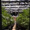 Rows of cannabis plants in a greenhouse with metal frames and support strings