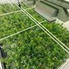 Indoor cannabis cultivation setup with densely packed plants under a large industrial light.