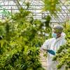 worker in cannabis farm testing plants
